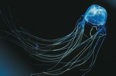 Box-jellyfish-eyes.jpg