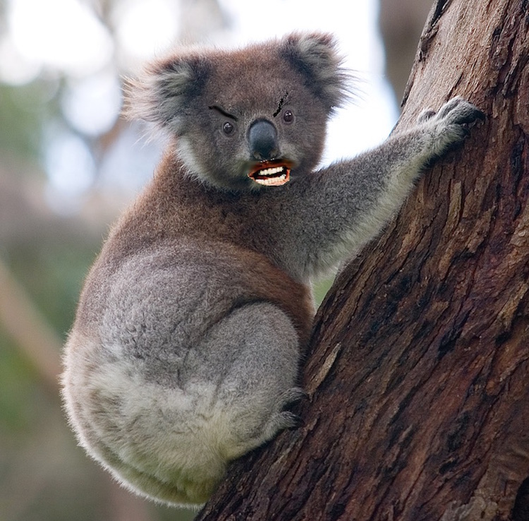 australian-animal-drop-bear.jpg
