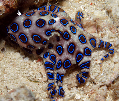 blue_ringed_octopus_-_Google_Search_-_Mozilla_Fire_2016-01-18_13-49-03.png
