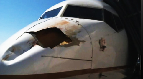 elite-daily-airplane-bird-strike.jpg